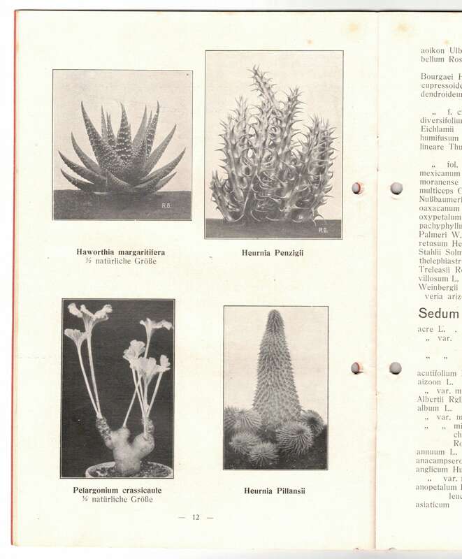 Katalog Sukkulenten Mesembrianthehmen Richard Graessner Perleberg 1930er 