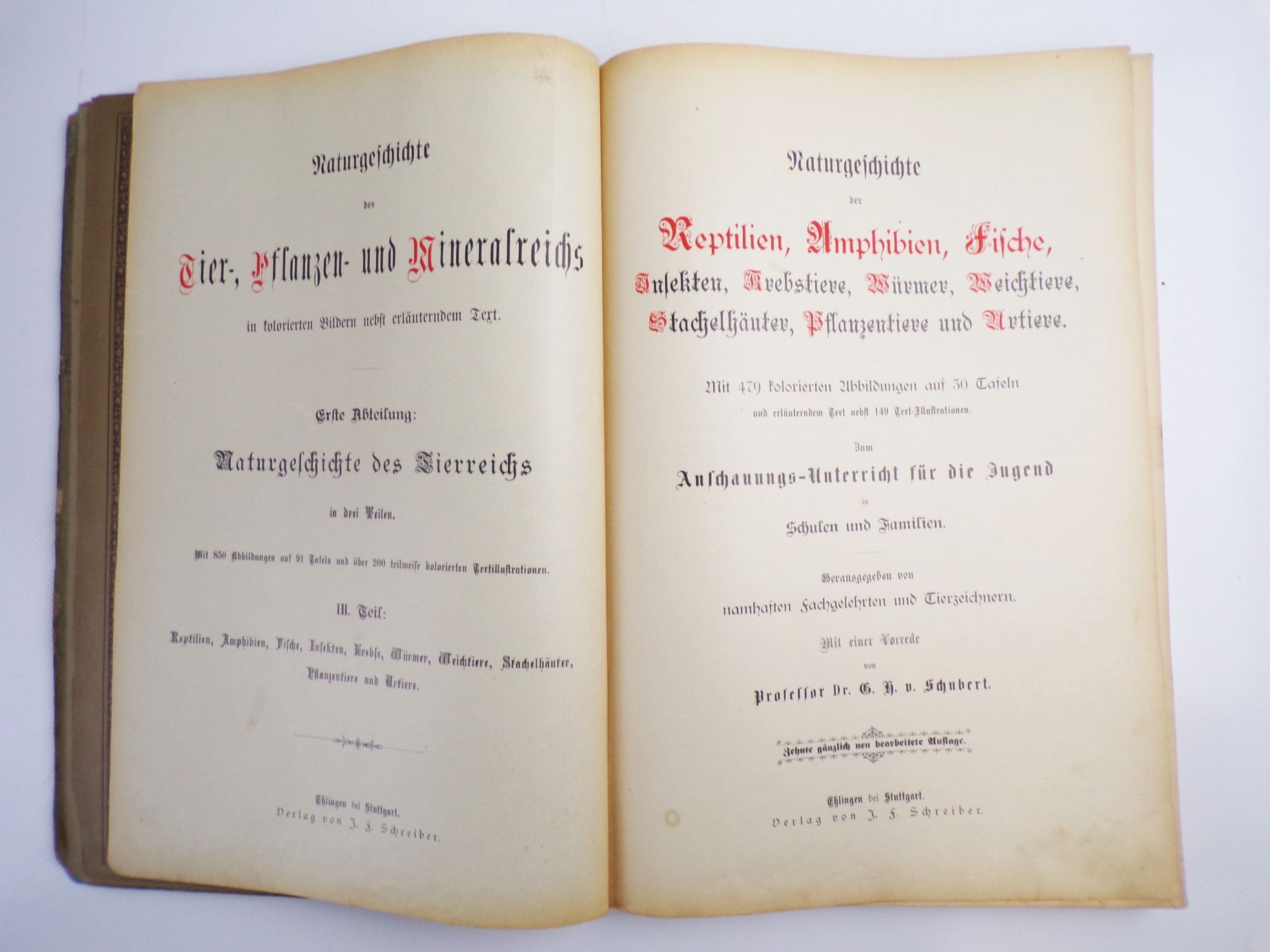 Schuberts Naturgeschichte der Reptilien Amphibien Fische Insekten 1886