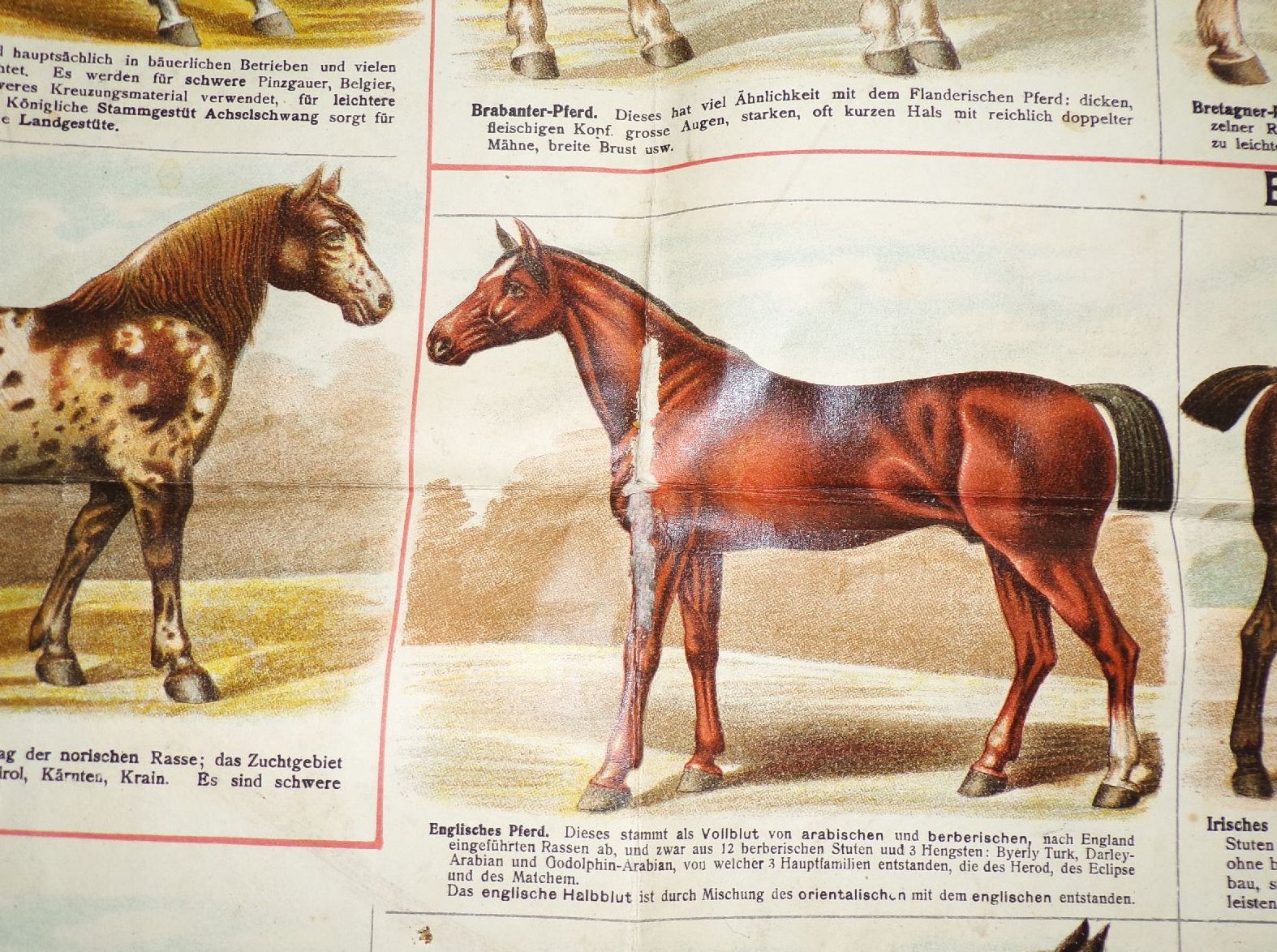Alte Pferde Karte Pferderassen Litho Bräuer Veterinär Graser Verlag Lehrmittel Wandtafel