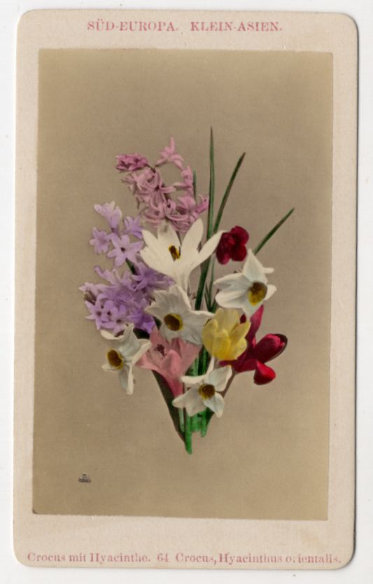 CdV Foto Krokusse Narzissen Hyazinthen um 1880 kolorierte Fotografie 