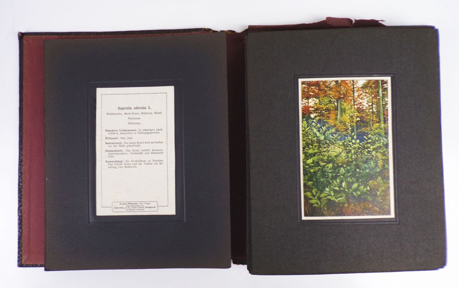 Gehes Arzneipflanzen Karten Heilkräuter Nachschlagewerk 4 x Bildermappe Gehes Arzneipflanzen Karten Heilkräuter Nachschlagewerk 4 x Bildermappe