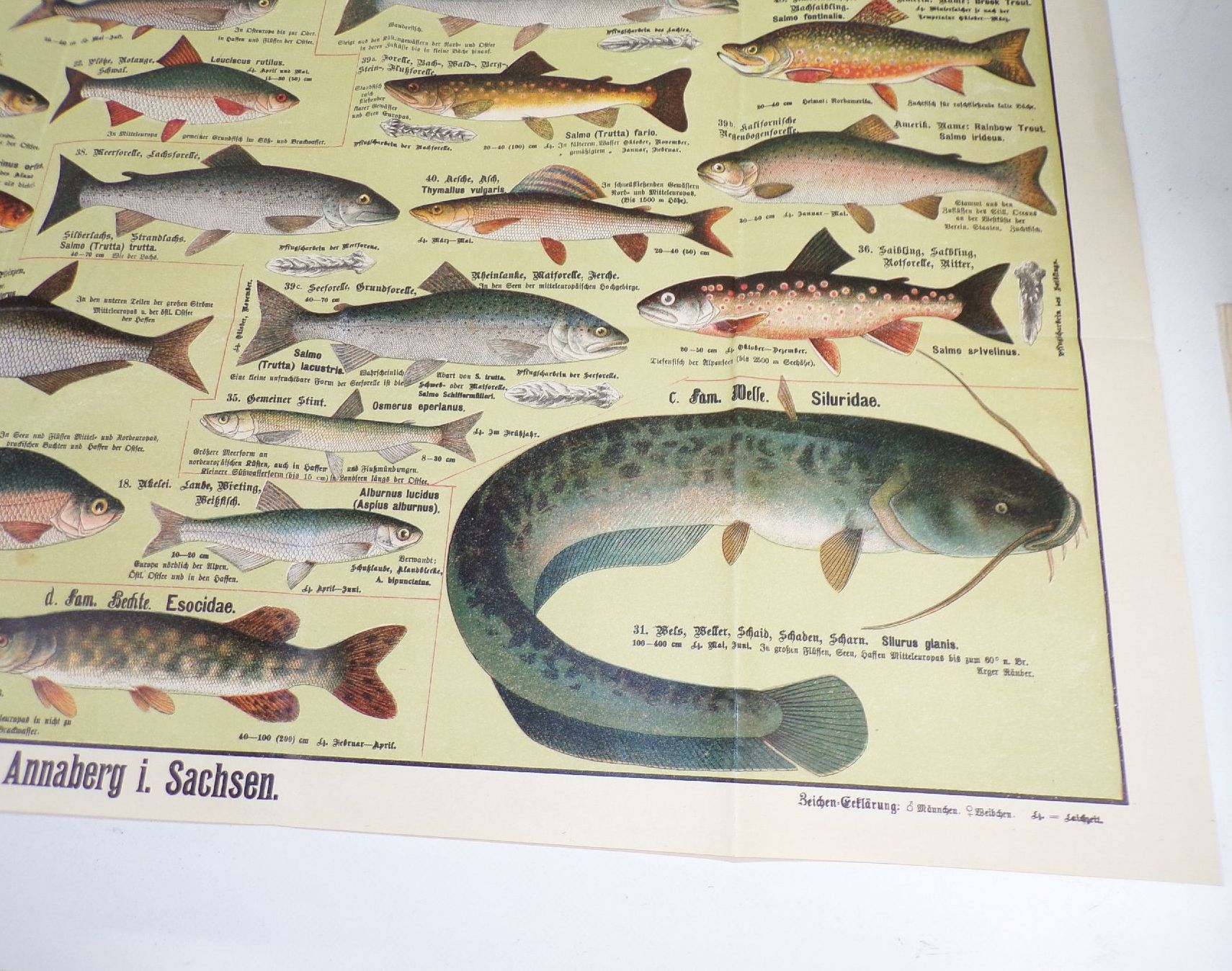 Alter Druck Fische einheimische Süßwasserfische Lehrkarte Angler Lithografie um 1910