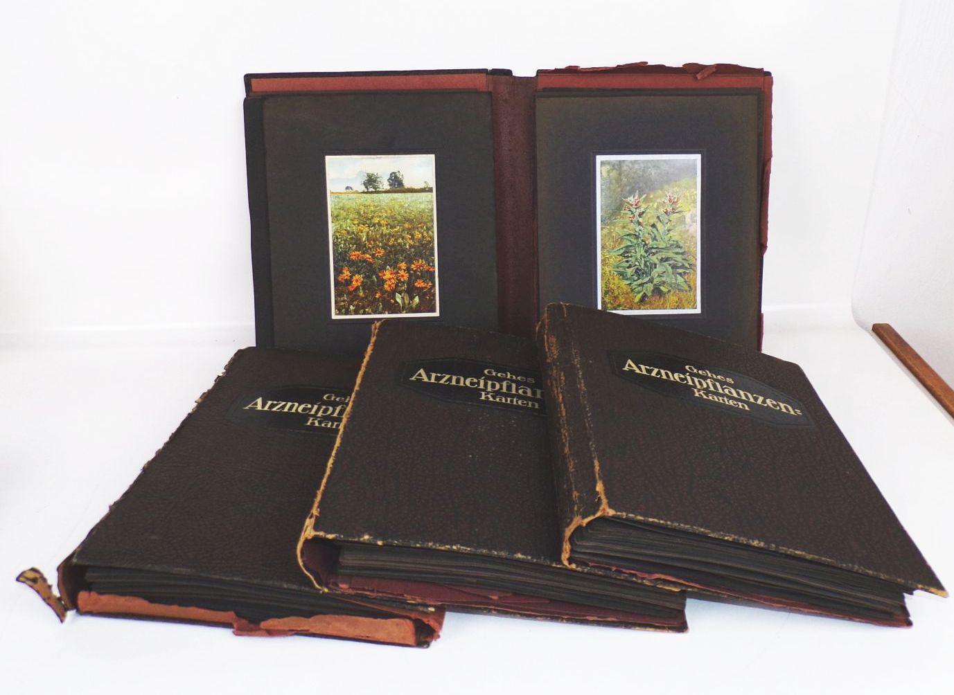 Gehes Arzneipflanzen Karten Heilkräuter Nachschlagewerk 4 x Bildermappe