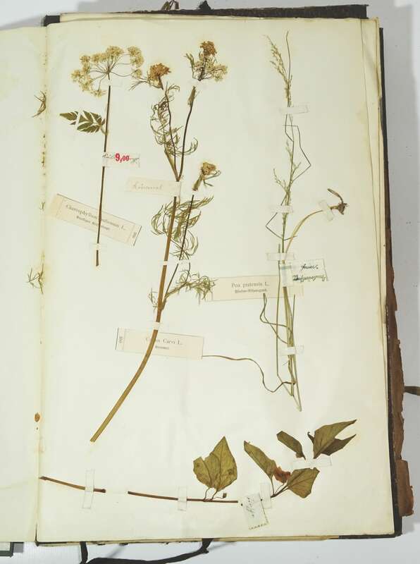 Herbarium um 1890 mit Etiketten Botanik Flora Pflanzen 