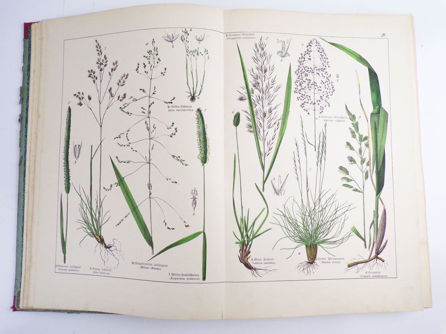 Schuberts Naturgeschichte des Pflanzenreichs Linneschen System 1887