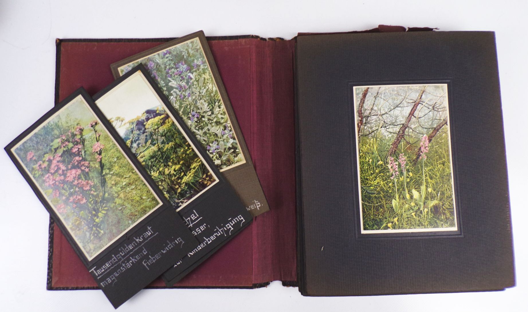 Gehes Arzneipflanzen Karten Heilkräuter Nachschlagewerk 4 x Bildermappe Gehes Arzneipflanzen Karten Heilkräuter Nachschlagewerk 4 x Bildermappe