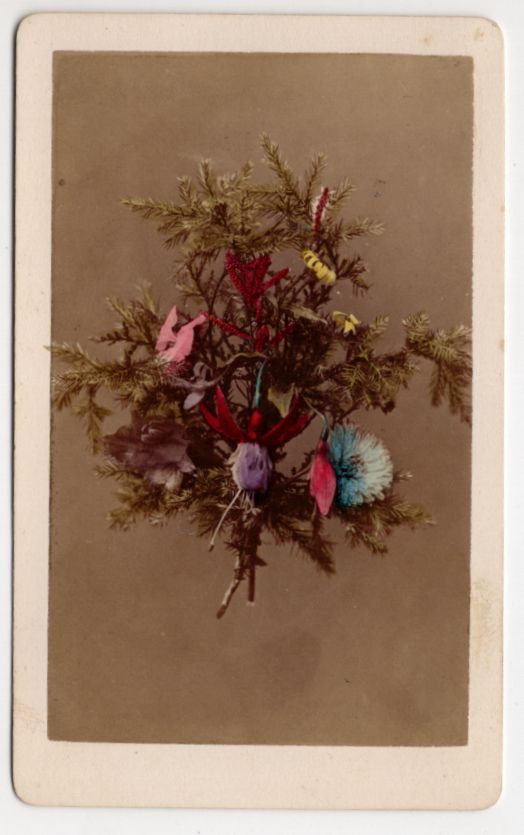 CdV Foto Zypresse mit Blumen um 1880 koloriert Botanik Pflanzen 