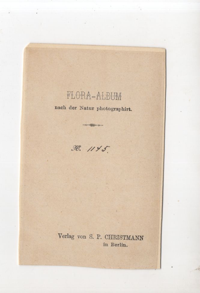 CdV Foto Maiglöckchen Alpenveilchen um 1880 koloriert Christmann Berlin CdV Foto Maiglöckchen Alpenveilchen um 1880 koloriert Christmann Berlin