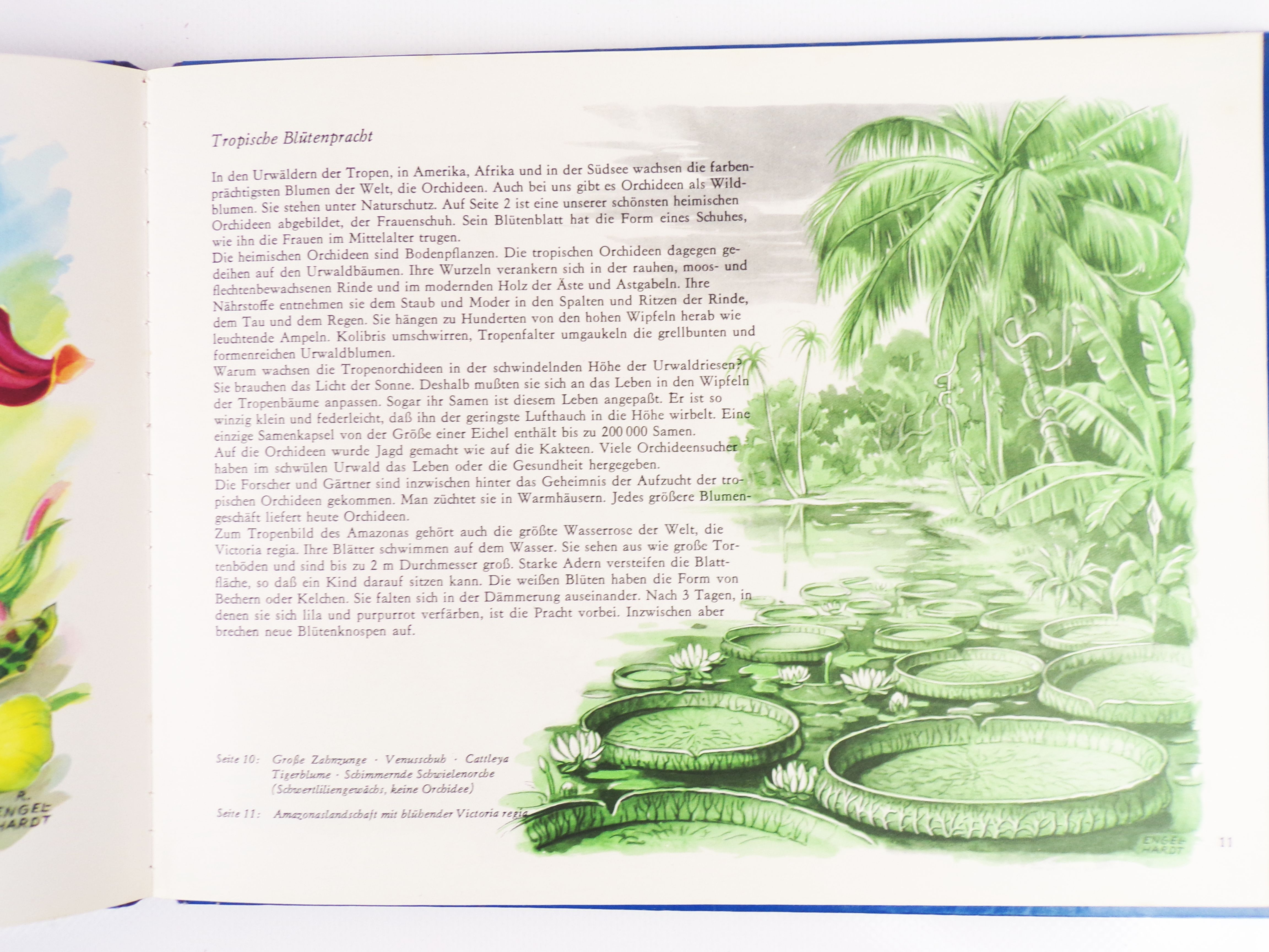 Wunder der Natur Ein Pädagogisches Bildbuch DDR Klassiker Wunder der Natur Ein Pädagogisches Bildbuch DDR Klassiker