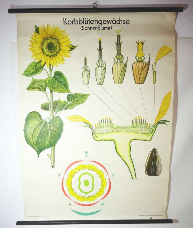 Vintage Rollkarte Korbblütengewächse Sonnenblume Lehrkarte Wandtafel Schulkarte 