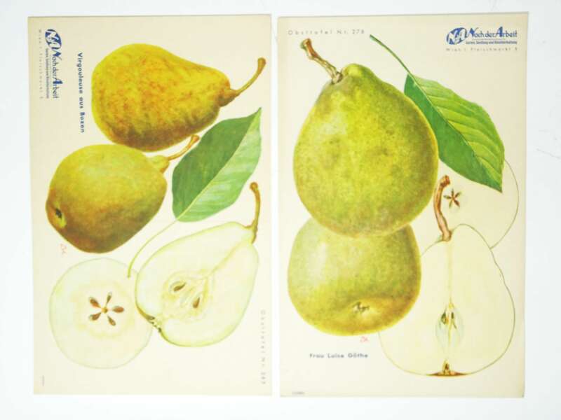 Mappe Nach der Arbeit Pomologie Drucke Nüsse Äpfel Birnen Garten 1930er 