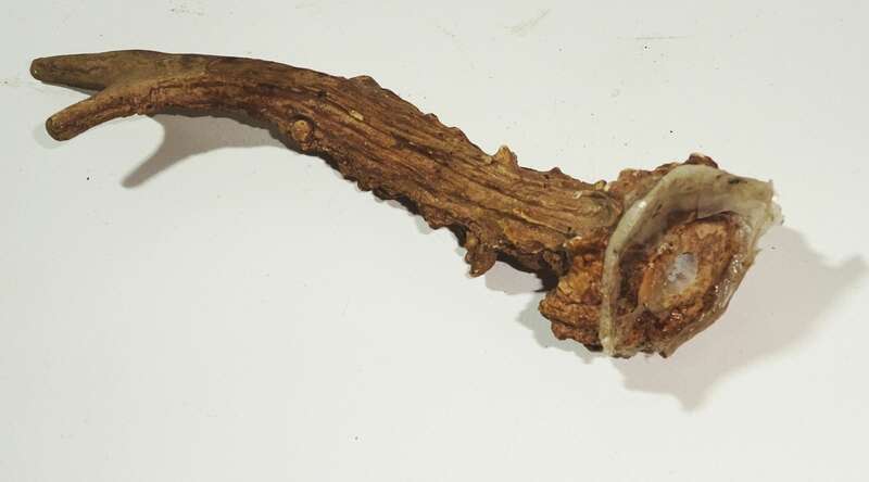 Uralte Jagdtrophäe Rehbock um 1900 wohl Gips Modelliermasse 