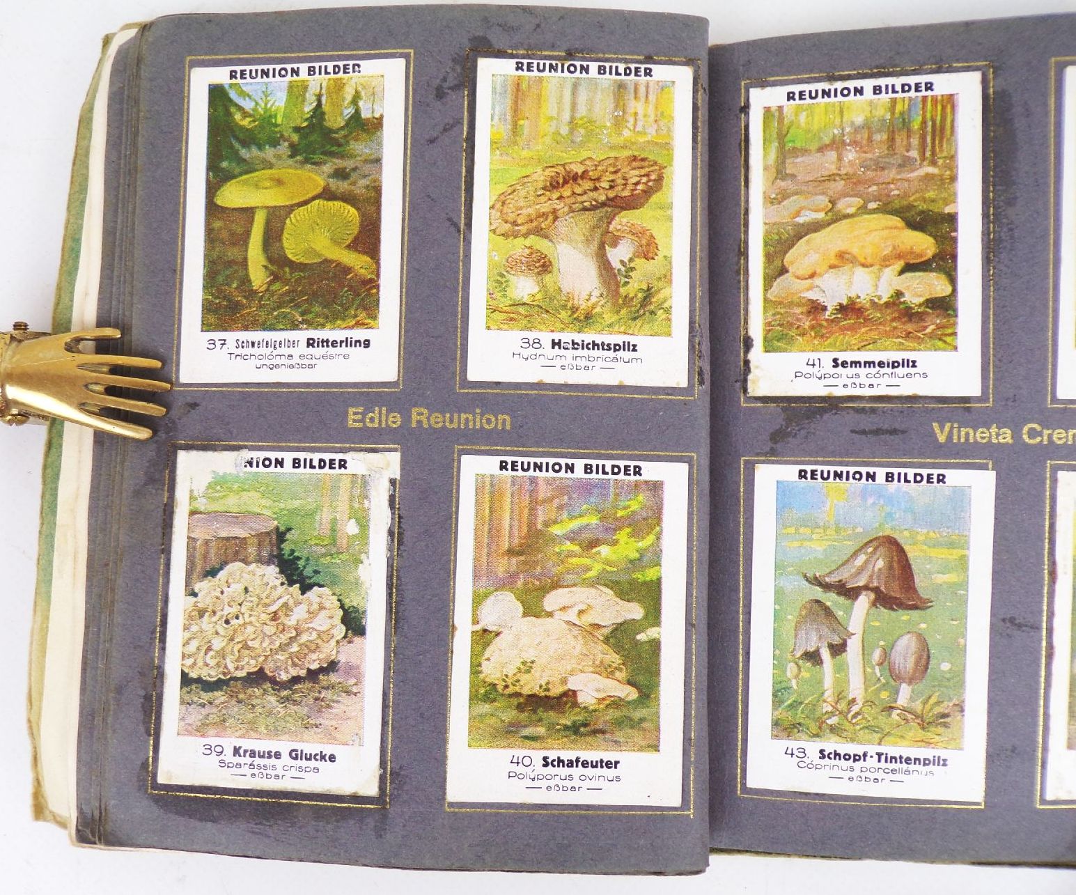 Einheimische Pilze Reunion Sammelbilderalbum Obercunnersdorf 