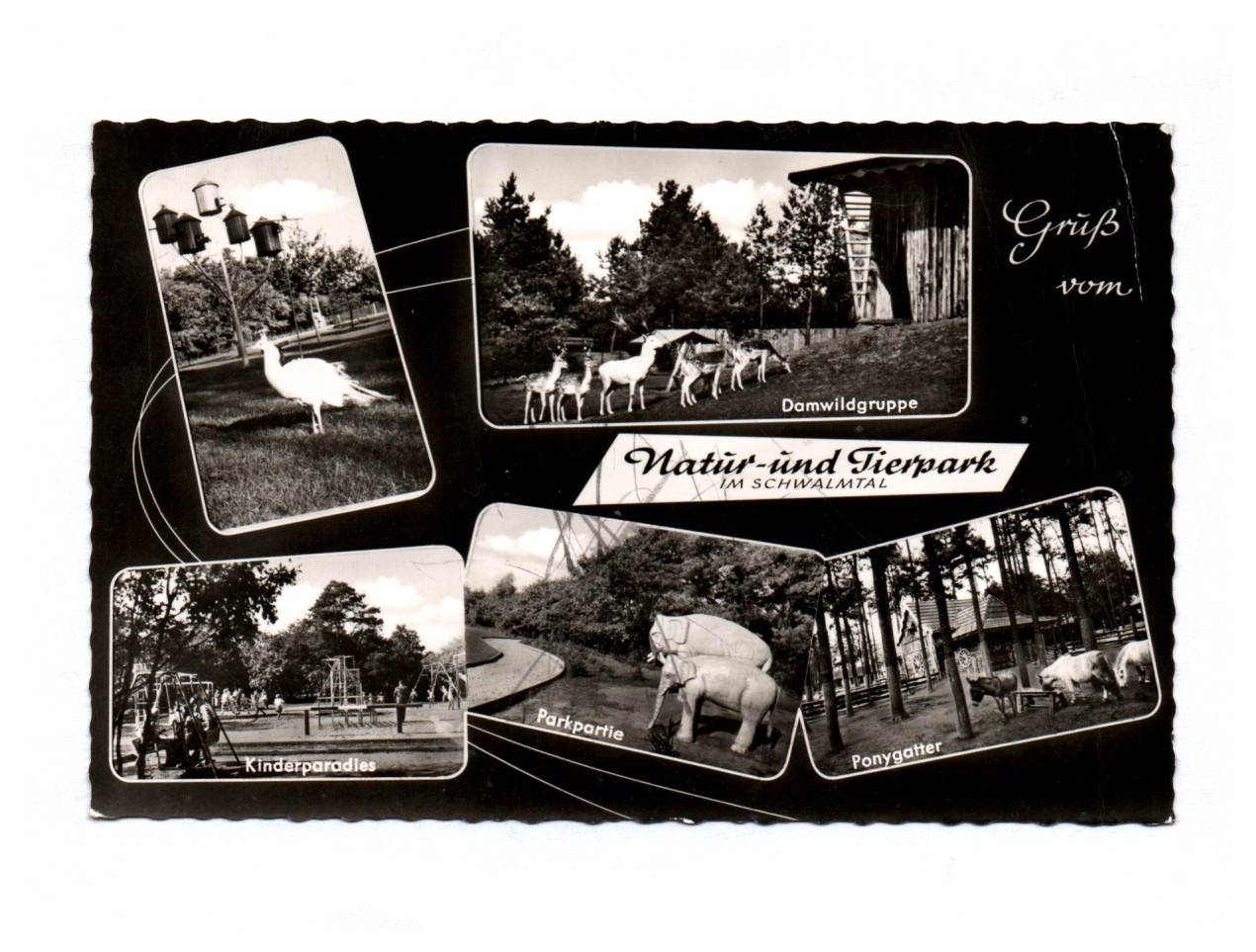 Ak Natur und Tierpark im Schwalmtal Damwildgruppe Kinderparadies Parkpartie Ponygatter Ak Natur und Tierpark im Schwalmtal Damwildgruppe Kinderparadies Parkpartie Ponygatter