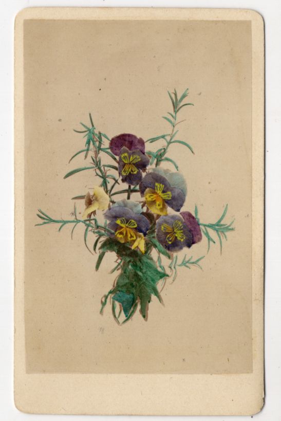 CDV Foto Stiefmütterchen Blume Botanik Pflanze um 1880 koloriert