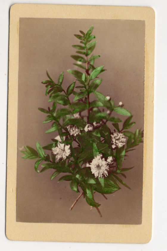 CdV Foto blühende Myrte um 1880 koloriert Hugo Quaas Berlin 
