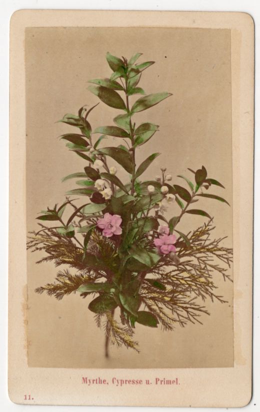 CdV Foto Myrte Botanik um 1880 koloriert 