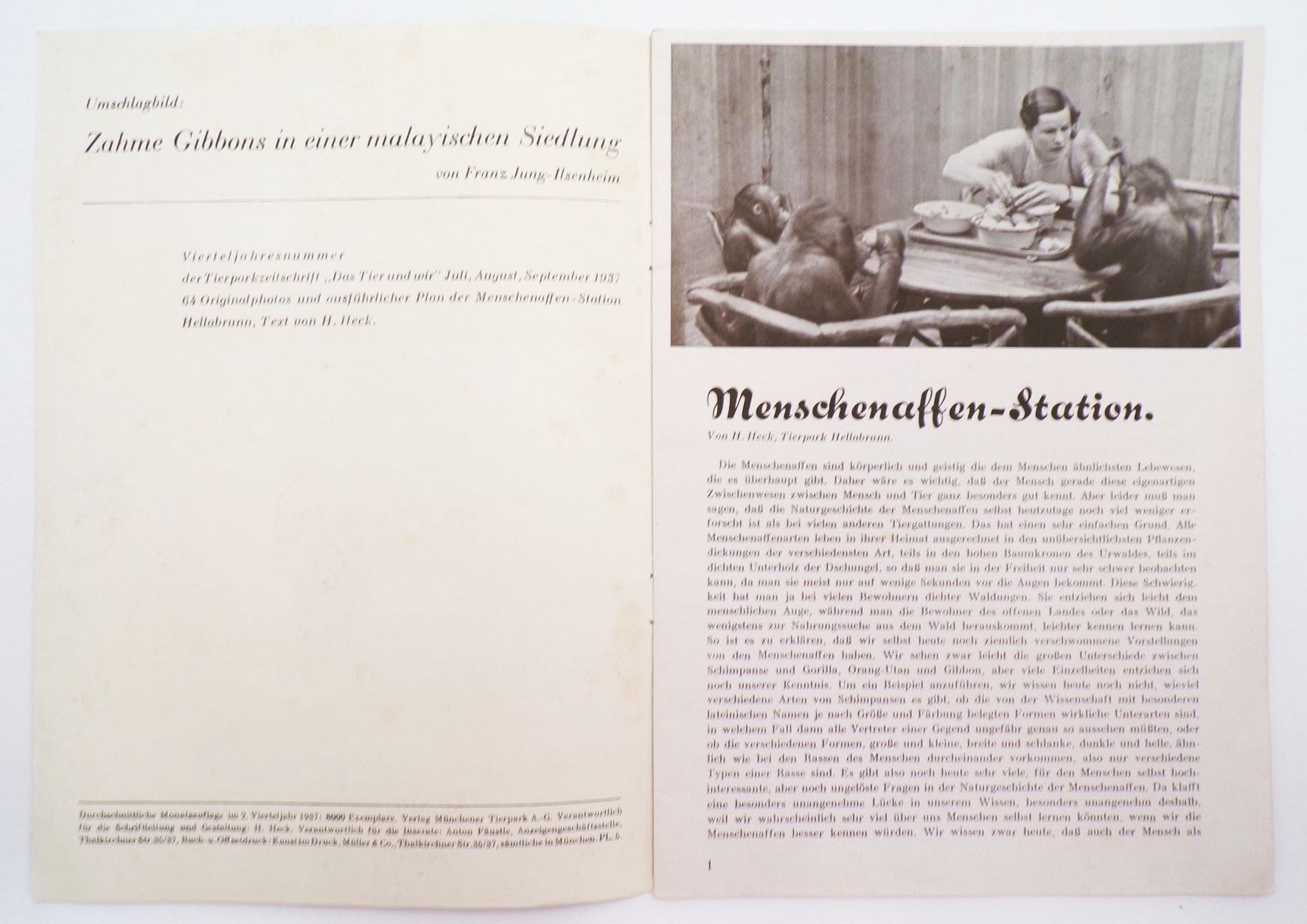 Tierpark Zeitung München Primaten September 1937 Franz Jung Ilsenheim Tierpark Zeitung München Primaten September 1937 Franz Jung Ilsenheim