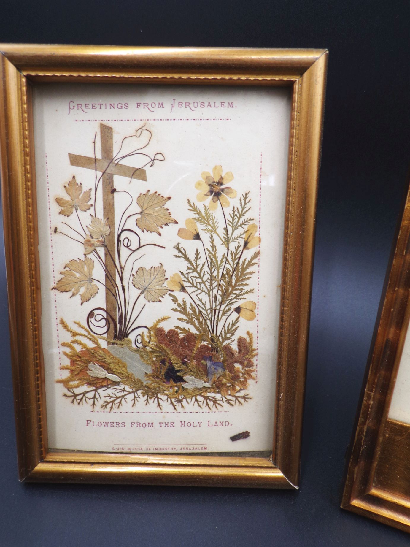 3 Bilder Blumen aus Jerusalem Israel getrocknete Pflanzen Herbarium 