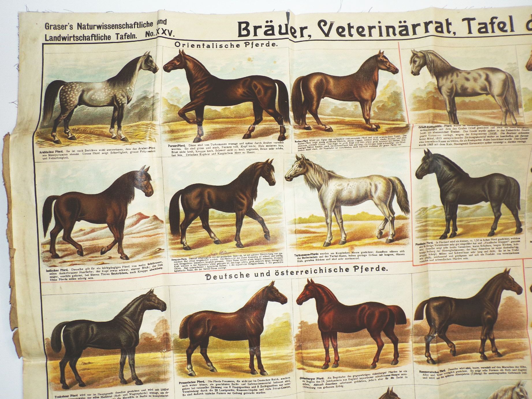 Alte Pferde Karte Pferderassen Litho Bräuer Veterinär Graser Verlag Lehrmittel Wandtafel