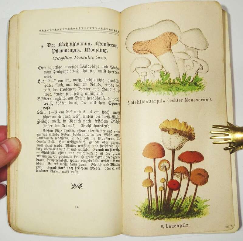 Schlitzberger Pilze Eßbar und giftig um 1910 Ratgeber Nachschlagewerk