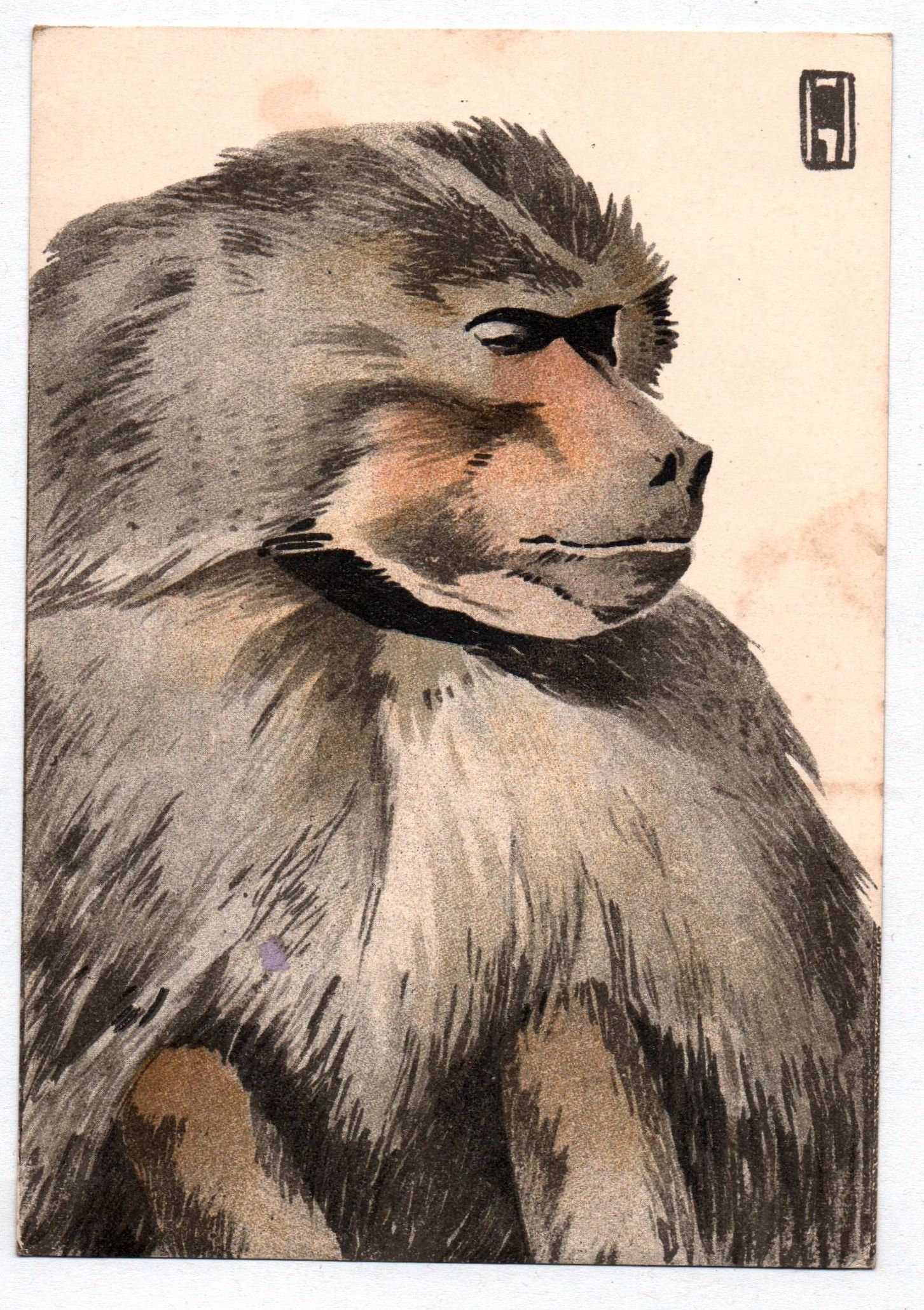 Altes Sammelbild Mantelpavian Zukunftsbilder Tiergarten München Ludwig Hohlwein Altes Sammelbild Mantelpavian Zukunftsbilder Tiergarten München Ludwig Hohlwein