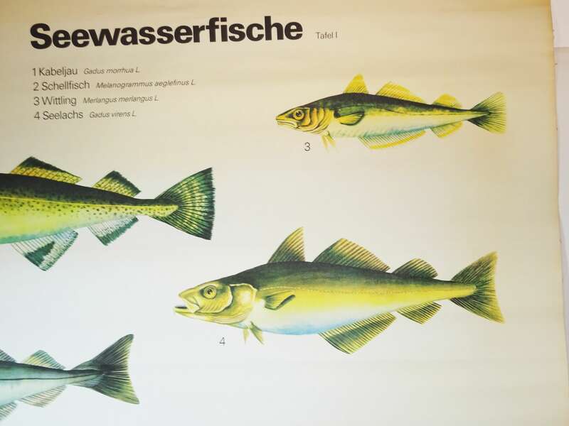 Vintage Rollkarte Seewasserfische Kabeljau Schellfisch Fische Lehrkarte Wandtafel