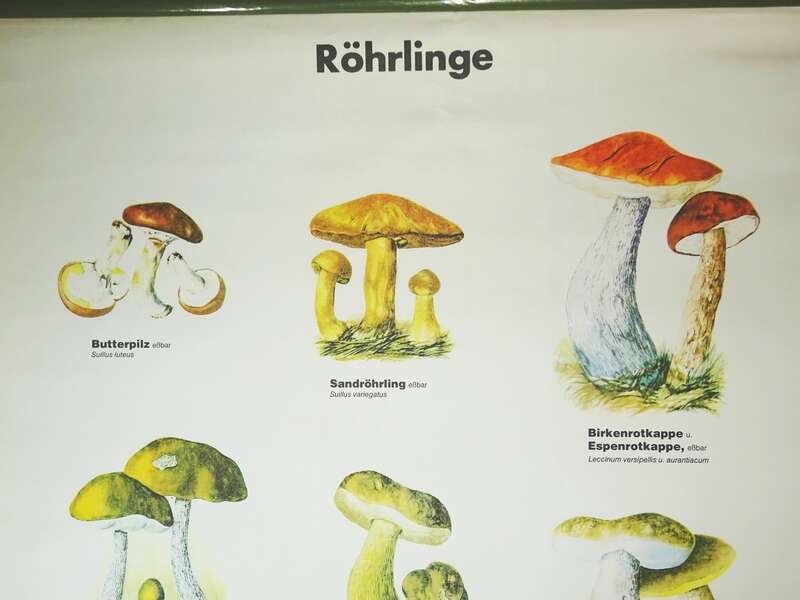 Vintage Rollkarte Röhrlinge Pilze Lehrkarte Wandtafel Schulkarte 