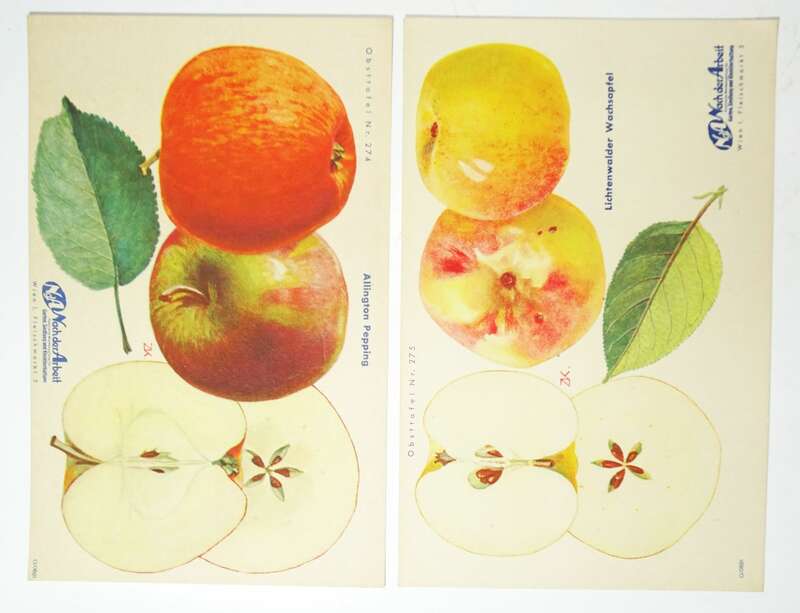Mappe Nach der Arbeit Pomologie Drucke Nüsse Äpfel Birnen Garten 1930er 