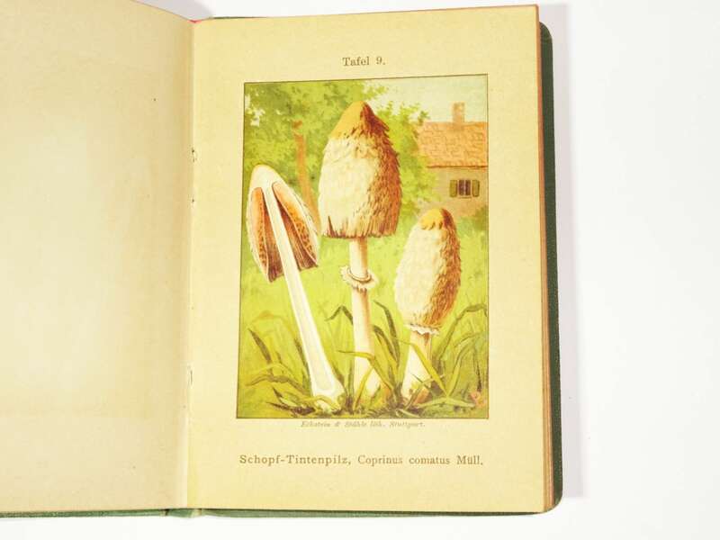 Pilz Büchlein 2 Bände 1899 Obermeyer Essbare Giftige Pilze Pilzkunde 