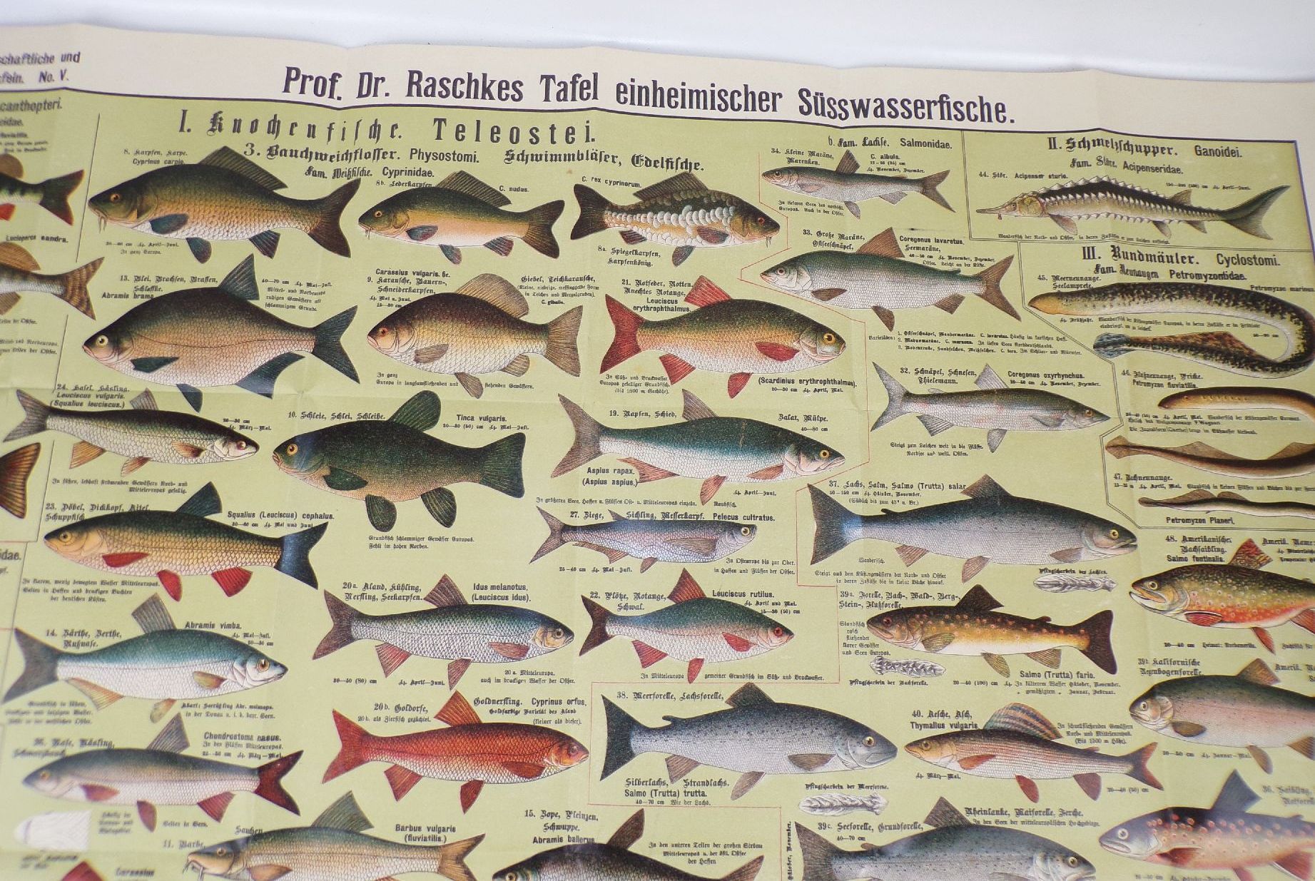 Alter Druck Fische einheimische Süßwasserfische Lehrkarte Angler Lithografie um 1910