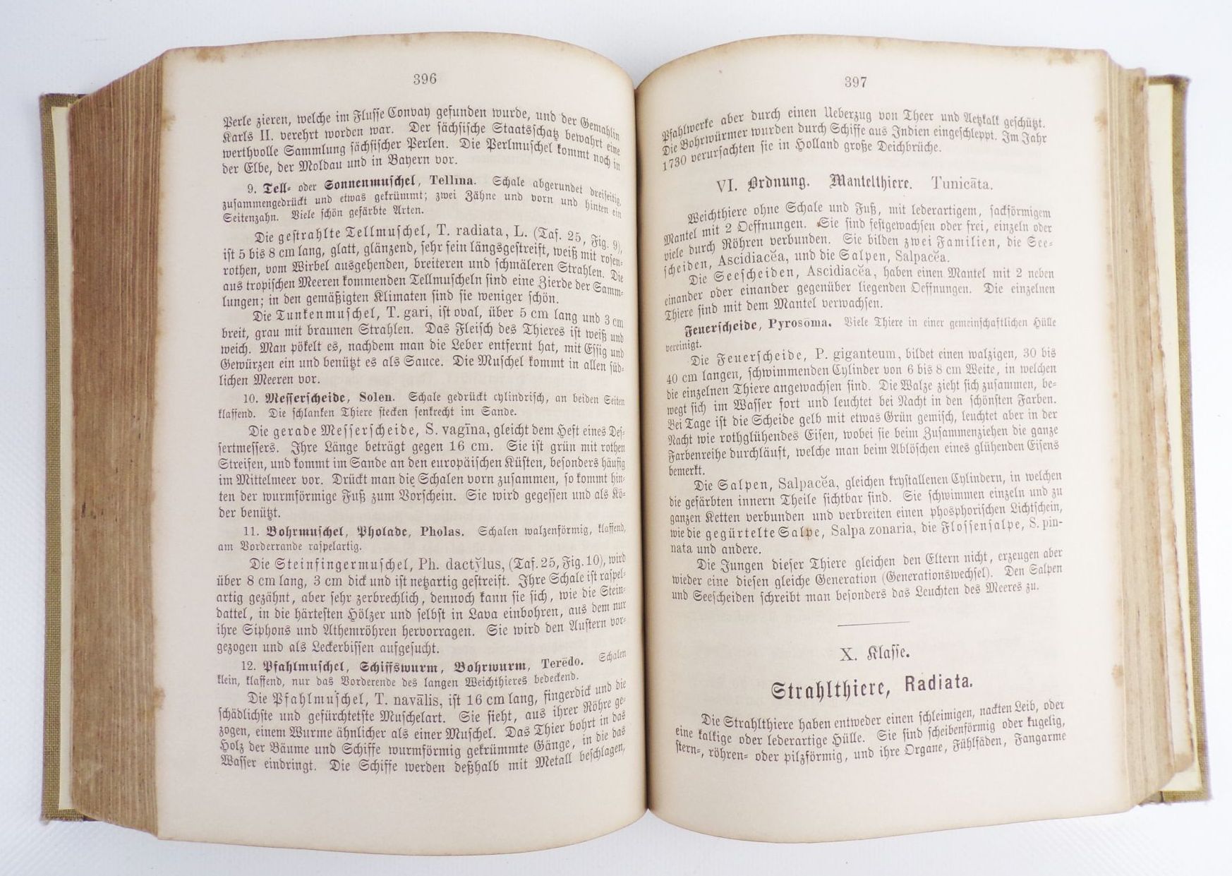 Naturgeschichte für die Jugend beiderlei Geschlechts Martin 1880