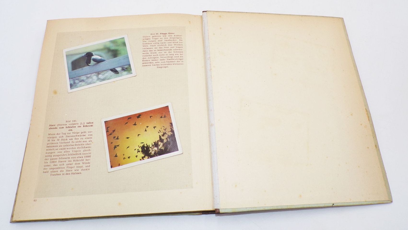 DDR Sammelbilderalbum Vögel unserer Heimat 1956 vollständig DDR Sammelbilderalbum Vögel unserer Heimat 1956 vollständig