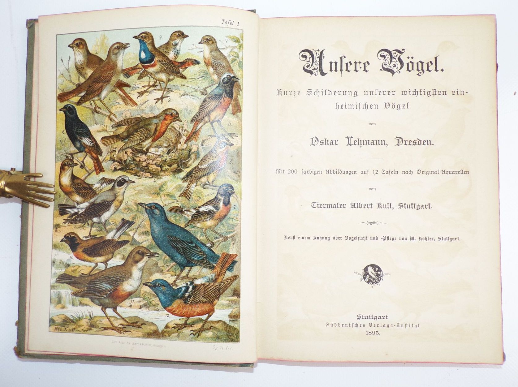 Unsere Vögel Kurze Schilderung unserer wichtigsten einheimischen Vögel 1895