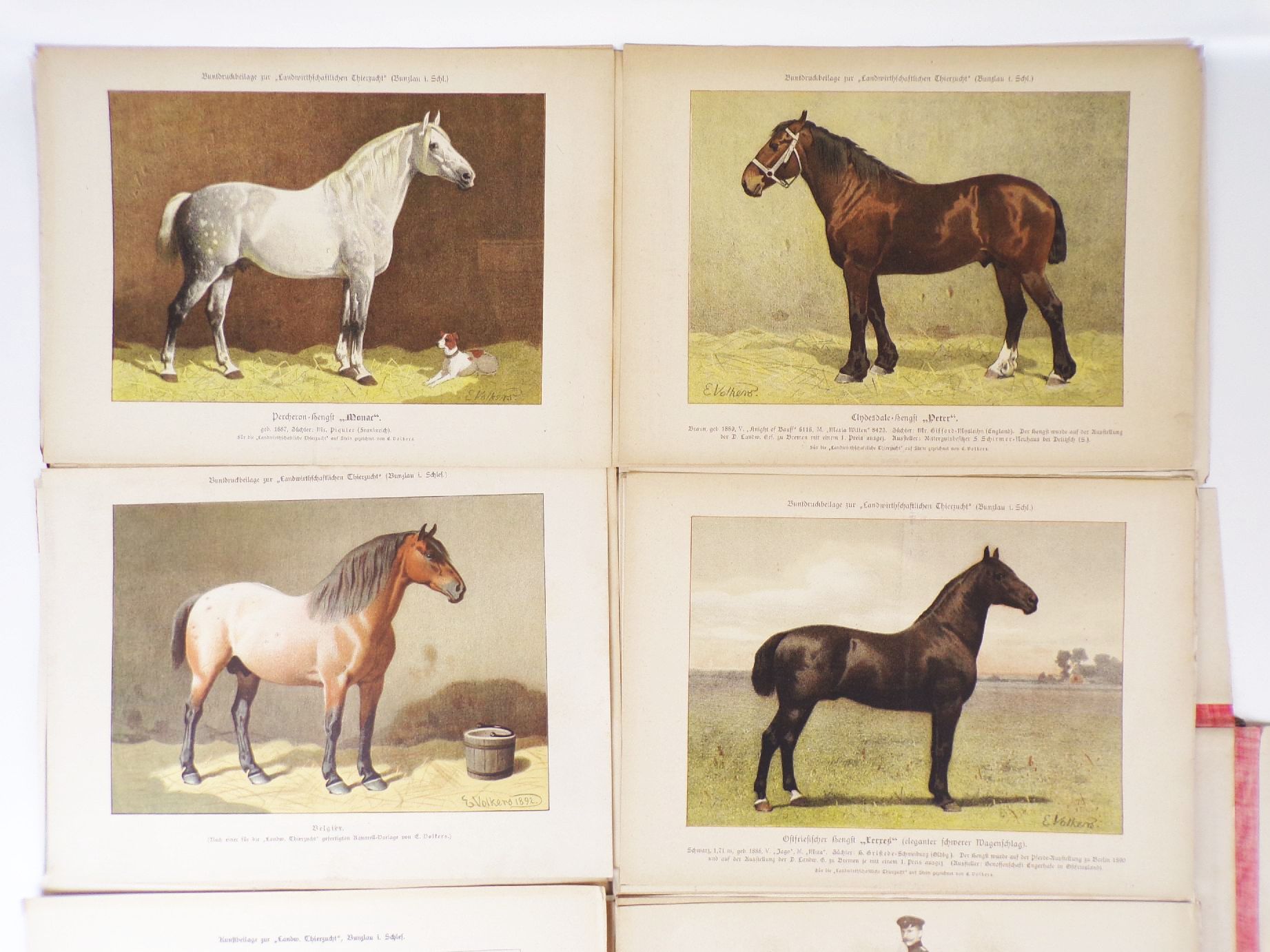 Sammlung von Rassetierbildern Landwirtschaftliche Tierzucht Bunzlau um 1895 Sammlung von Rassetierbildern Landwirtschaftliche Tierzucht Bunzlau um 1895