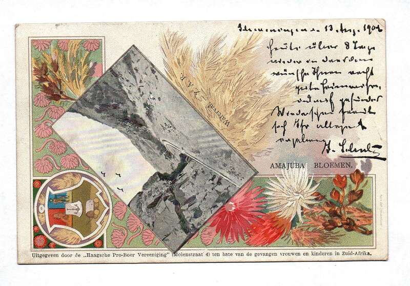 Ak Amajuba Bloemen Südafrika 1902