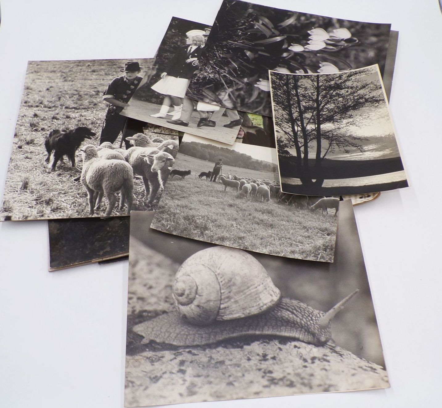 Konvolut Fotografien großformatig DDR Tiere Alltag Berufe Vintage Fotos Konvolut Fotografien großformatig DDR Tiere Alltag Berufe Vintage Fotos