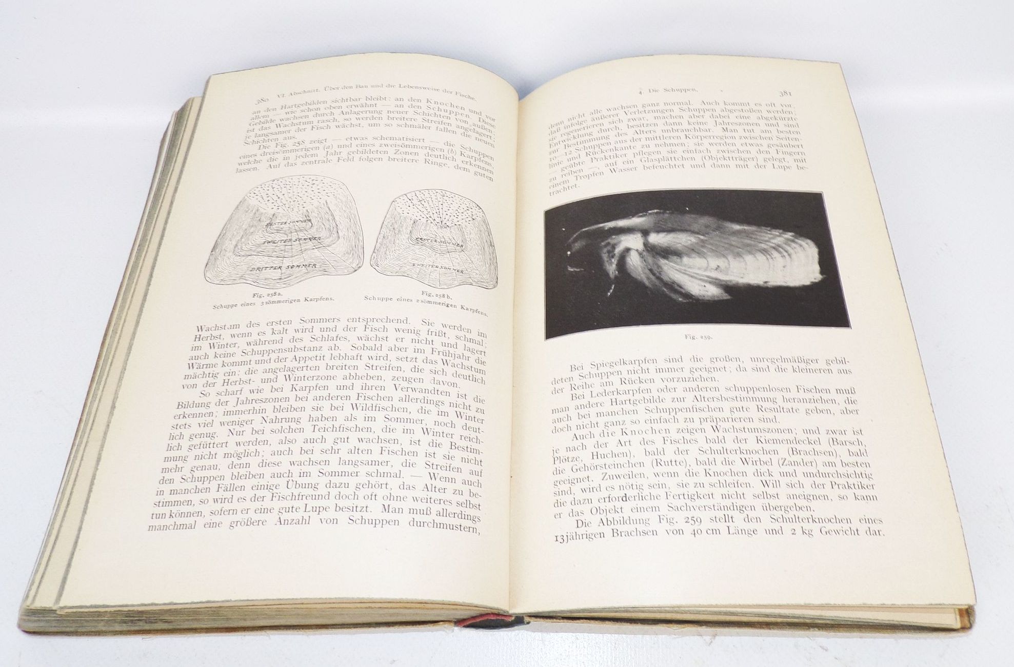 Angelsport im Süßwasser Dr Heintz 1917 