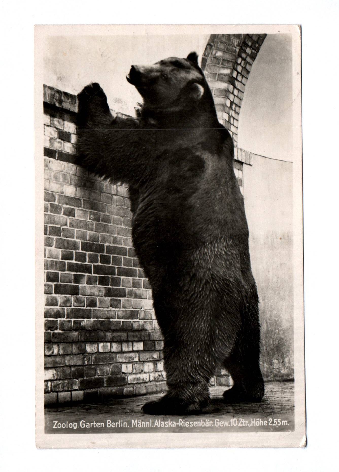 Foto Ak Zoologischer Garten Berlin Männlicher Alaska Riesenbär 1943 Foto Ak Zoologischer Garten Berlin Männlicher Alaska Riesenbär 1943