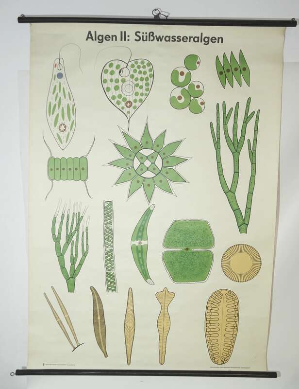Vintage Rollkarte Algen Süßwasseralgen Botanik Lehrkarte Wandtafel Schulkarte 