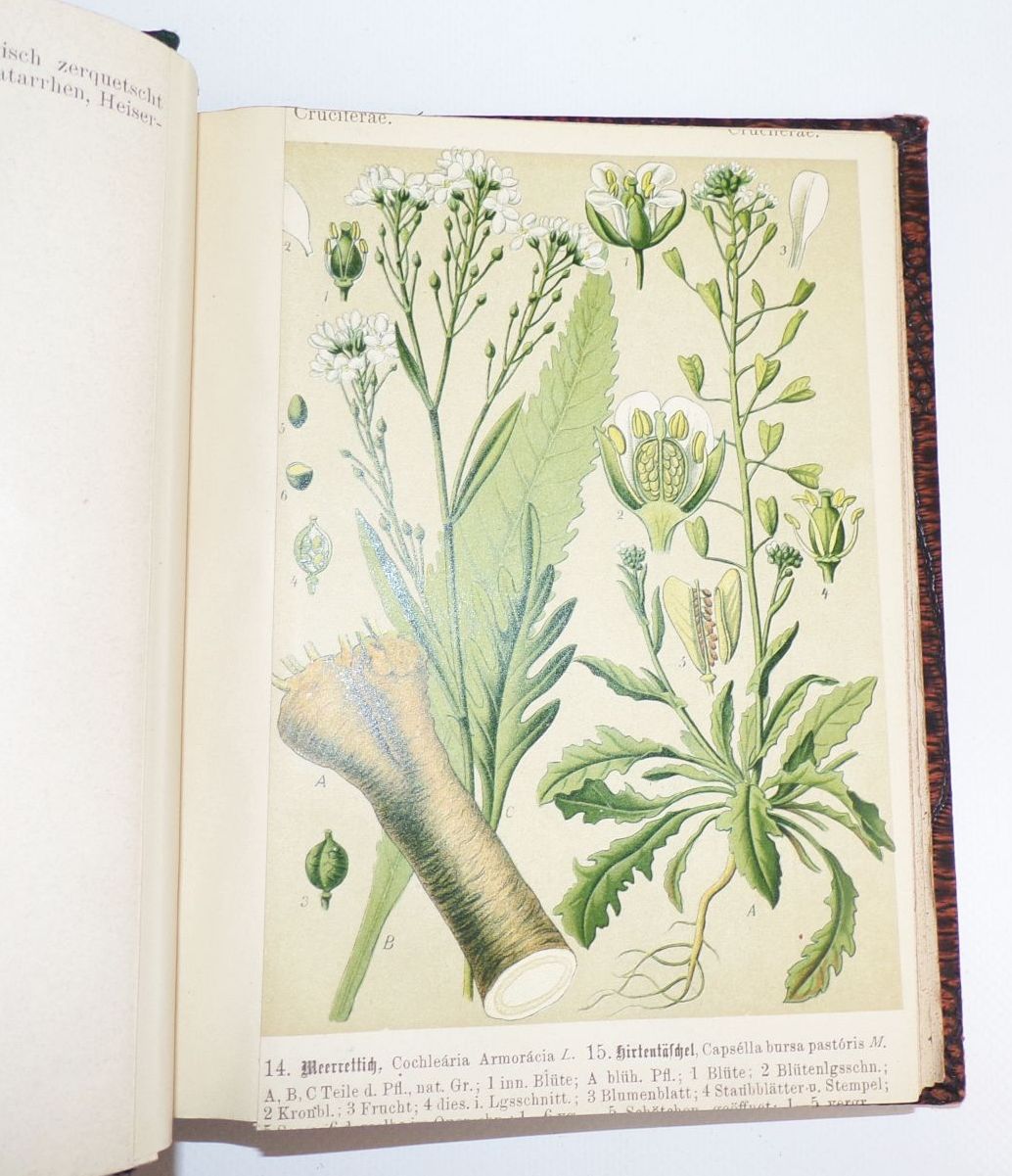 Unsere Heilpflanzen in Bild und Wort für jedermann Richard Schimpfky