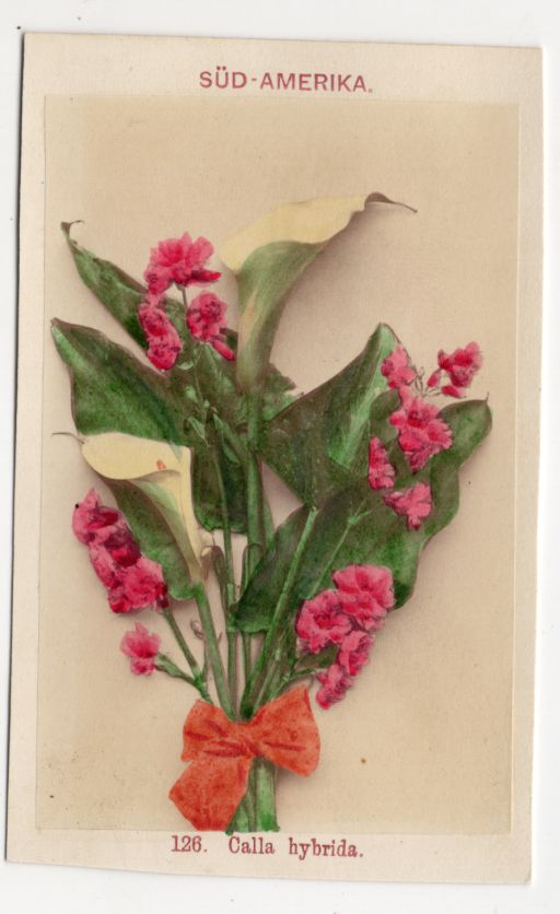 Alte Fotografie Calla hybrida Südamerika um 1880 koloriert Linde Co Berlin CDV 