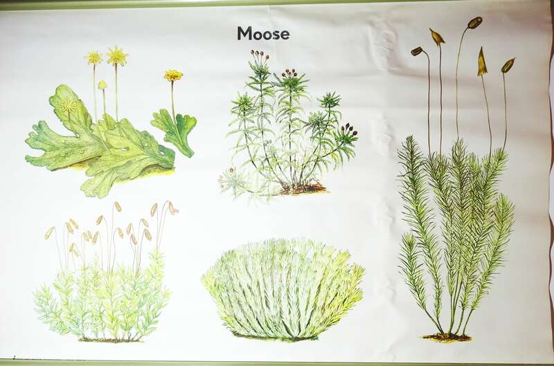Vintage Rollkarte Moose Moos Botanik Lehrkarte Wandtafel DDR 