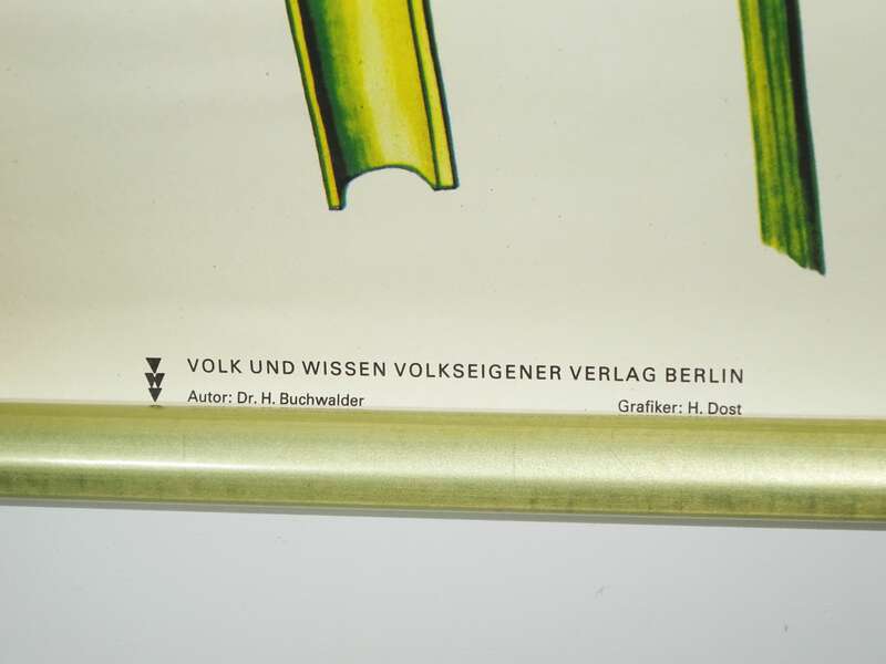 Vintage Rollkarte Gräser Roggen Lehrkarte Wandtafel Deko 
