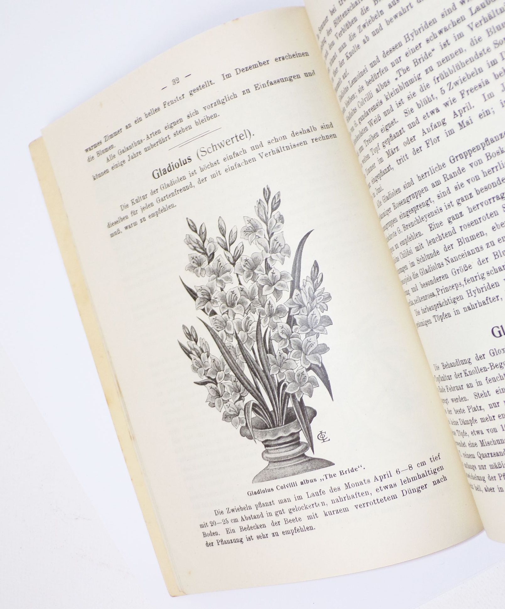 Die Kultur der Blumenzwiebel von Liebau und Co Baumschule Erfurt um 1900