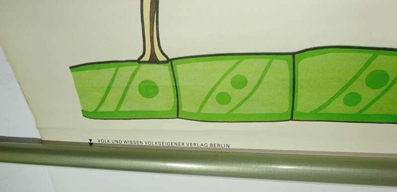 Vintage Rollkarte Urtiere Lehrkarte Wandtafel