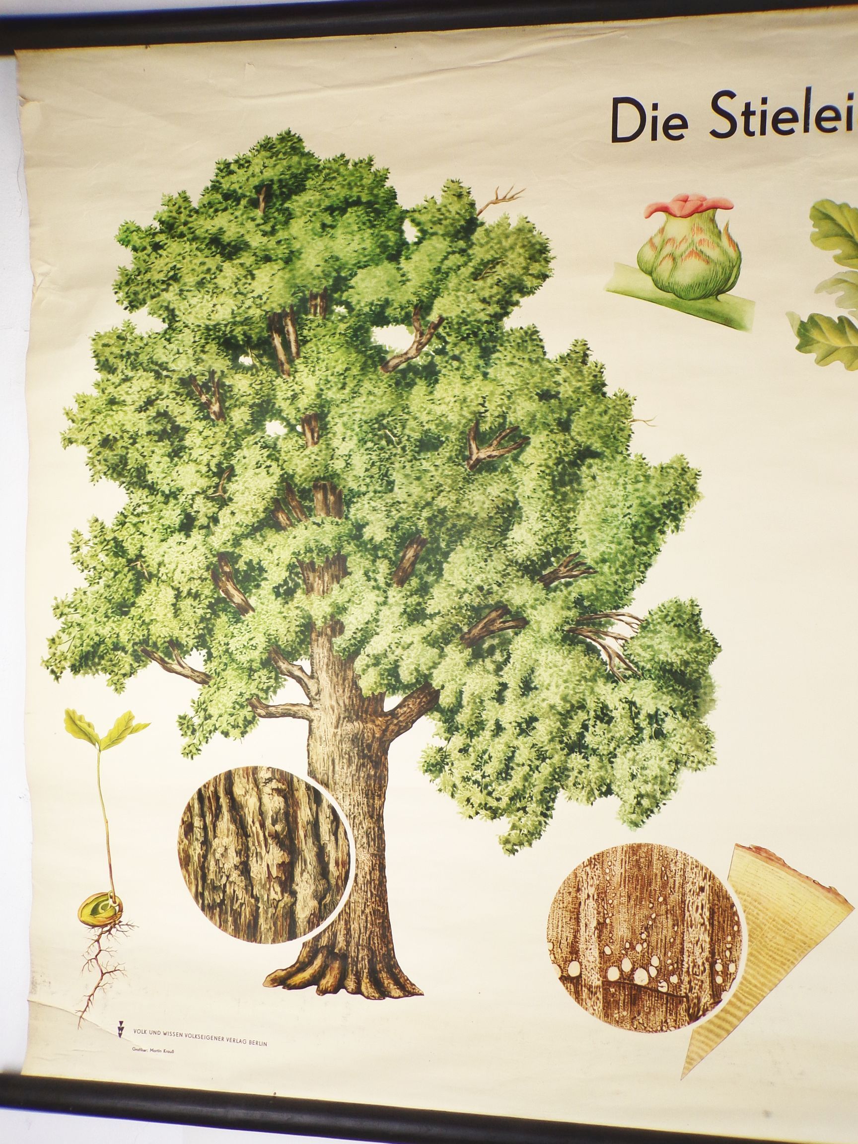 Alte Rollkarte Die Stieleiche Biologie Botanik DDR Wandtafel Forst Vintage Deko