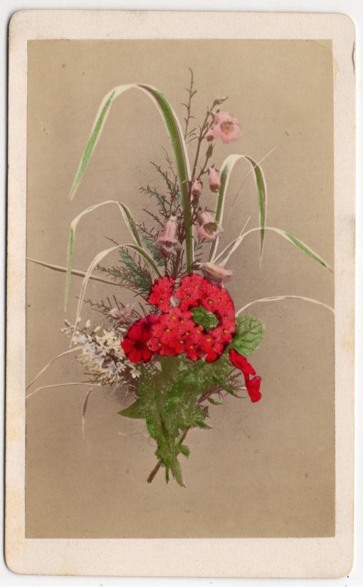 CdV Foto brennende Liebe Blume um 1880 koloriert Fotografie Flora
