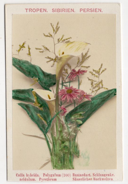 CdV Foto Schlangenkraut Buchweizen Calla Blume um 1880 koloriert Blumenbukett