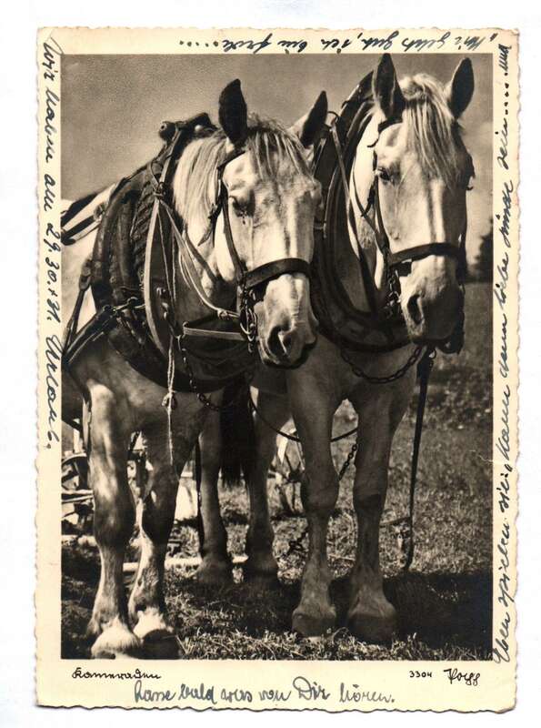 Ak Foto Pferde Kameraden 1941
